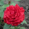 Red Intuition